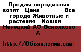 Продам породистых котят › Цена ­ 15 000 - Все города Животные и растения » Кошки   . Ненецкий АО,Осколково д.